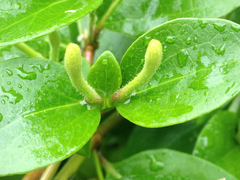 Lonicera caprifolium