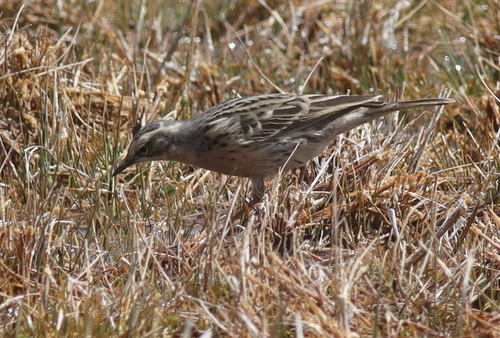 Rosy Pipit (Anthus roseatus), photo 5