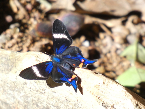 Photo of Periander Metalmark (Rhetus periander)
