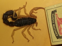 Parabuthus villosus
