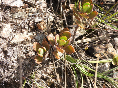 Kalanchoe miniata (Kalanchoe miniata)
