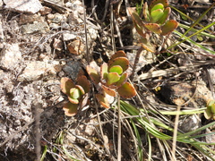 Kalanchoe miniata