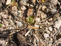 Kalanchoe miniata, photograph (c) amantedarmanin, some rights reserved (CC BY)