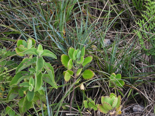 Foto de Kalanchoe miniata