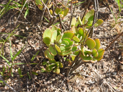 Kalanchoe miniata, photograph 2