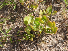 Kalanchoe miniata, photograph (c) amantedarmanin, some rights reserved (CC BY)