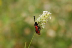 Zygaena punctum
