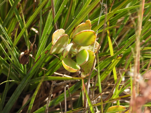 Kalanchoe miniata, photograph 4