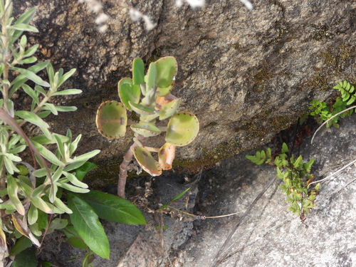 Image of Kalanchoe miniata by (c) amantedarmanin, some rights reserved (CC BY)
