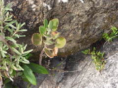 Kalanchoe miniata, photograph (c) amantedarmanin, some rights reserved (CC BY)