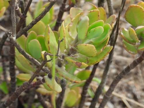 Kalanchoe miniata, photograph 5