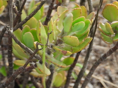Kalanchoe miniata, photograph (c) amantedarmanin, some rights reserved (CC BY)