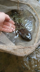 Necturus maculosus