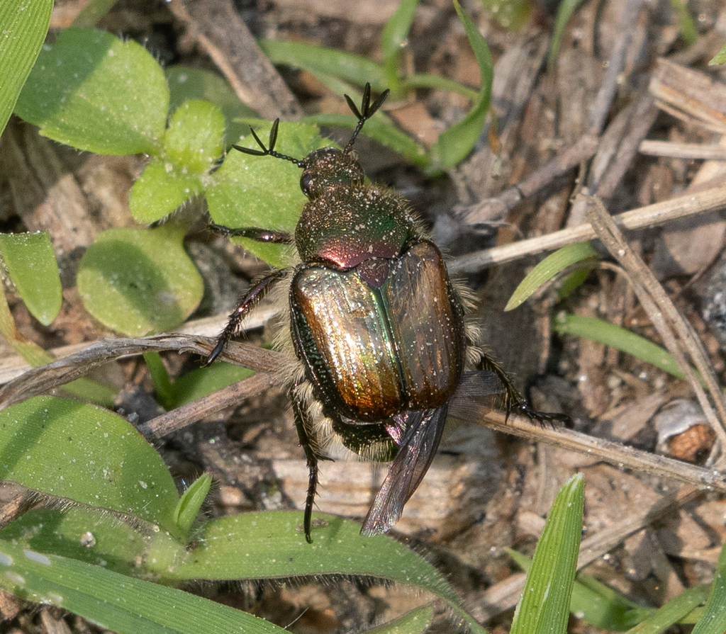Popillia bhutanica
