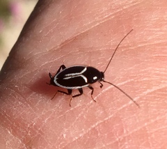 Phyllodromica marginata