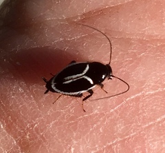 Phyllodromica marginata