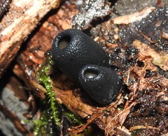 Urnula campylospora