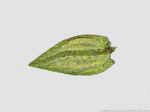 Platylomella lescurii observed 2024-05-22