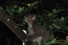Prolemur simus