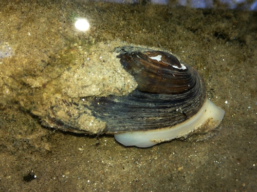korýtko riečne (Unio crassus)