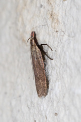 Dichomeris ventrellus