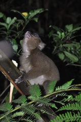 Prolemur simus