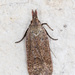 Georgia Dichomeris Moth and Allies - Photo (c) Greg Lasley, some rights reserved (CC BY-NC), uploaded by Greg Lasley
