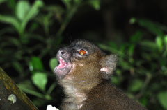Prolemur simus