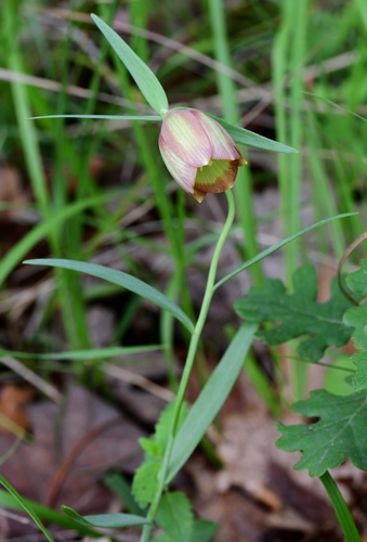 European fritillaria (Fritillaria pontica)