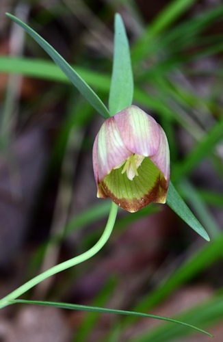 Image of Fritillaria pontica by (c) milan kořínek, some rights reserved (CC BY)