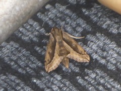 Hippotion velox