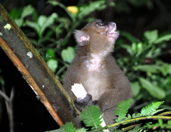 Prolemur simus