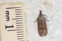 Dichomeris ventrellus