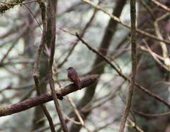 Muscicapa ferruginea