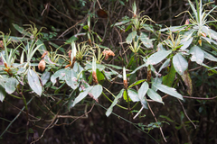 Rhododendron formosanum