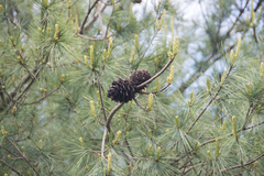 Pinus armandi mastersiana