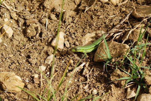 Sicilian Wall Lizard, Sicily, IT, photo 6 of 10