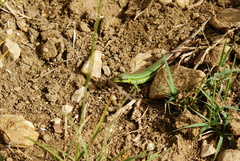 Podarcis waglerianus