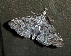 Sufetula hemiophthalma