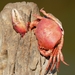 Dilocarcinus pagei - Photo (c) Bernard DUPONT, some rights reserved (CC BY-SA)