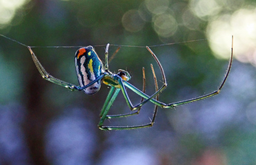 Mabel Orchard Orbweaver, Sulphur Springs, TX 75482, USA, photo 6 of 10