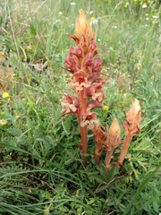 Orobanche alba