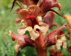 Orobanche alba