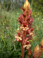 Orobanche alba