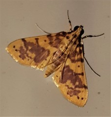 Conogethes haemactalis