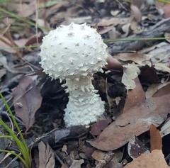 Amanita pyramidifera
