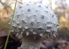 Amanita pyramidifera
