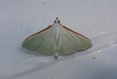 Stemorrhages oceanitis