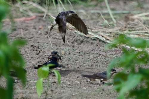 Preuss's Cliff Swallow (Petrochelidon preussi)