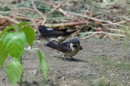 Preuss's Cliff Swallow (Petrochelidon preussi), photo 4